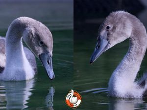 Supporting image for story: Cygnets rescued after tragic death of swans in Newport canal 'doing brilliantly' says Shropshire rescue charity
