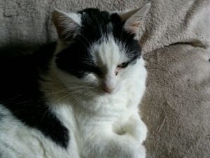 Supporting image for story: Pensioner 'heartbroken' as cat's ashes scattered without her knowing