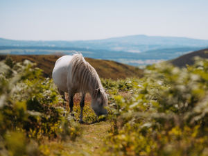 Supporting image for story: Threat to nature in south Shropshire to be focus of new exhibition