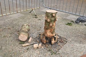 Dudley's Christmas tree has finally been chopped down after 82 days