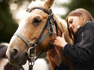 Supporting image for story: Horses may have originated in Arabia and central Asia, DNA analysis shows