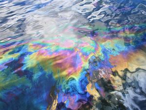 Supporting image for story: This oil-eating bacterium could help clean up ocean spills