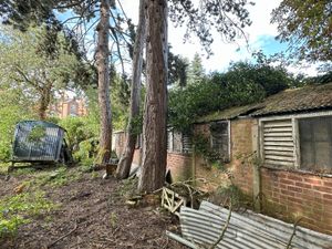 Supporting image for story: Protection order now in place for five 'imposing' Shrewsbury trees threatened with the axe