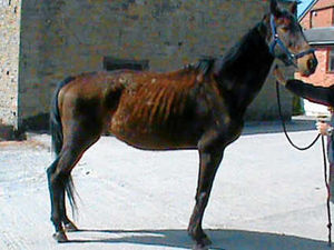 Supporting image for story: Horse whisperer works her magic on fallen Grand National runner