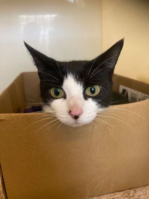 A group of kittens and their mum, pictured, were found abandoned