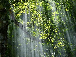 Supporting image for story: Council handed share of £2m for tree planting project