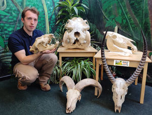 Head of education and conservation, Jack Williams, with some of the artefacts for Skull Skool
