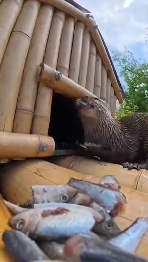 I built a tiny floating house for otters - now they can nap on the water