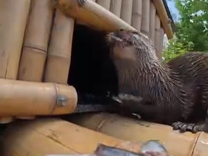 Supporting image for story: 'I built a tiny floating house for otters at Peak Wildlife Park now they can nap on the water'