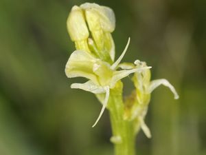 Supporting image for story: ‘Beautiful yet mercurial’ fen orchid brought back from brink of extinction