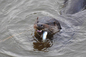 Supporting image for story: Shadow proving elusive for Bridgnorth otter spotters