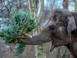 Supporting image for story: Christmas for the elephants as unsold trees fed to animals at Berlin Zoo