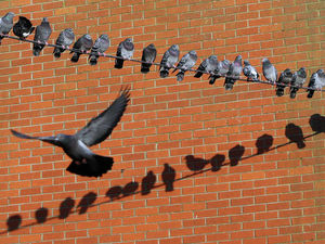 Supporting image for story: The problem with pigeons