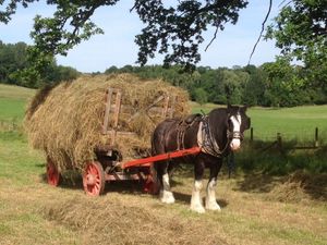 Supporting image for story: 'His gentle and loving nature captured the hearts of thousands': Acton Scott farm announces death of beloved Shire horse Charlie