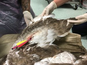 The 17-inch bolt struck the swan's wing. Photo: RSPCA