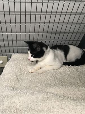 One of the kittens abandoned at the gateway to a field in Walsall Wood