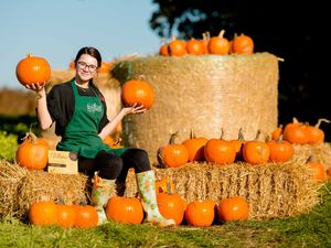 Supporting image for story: Pick up a pumpkin at Shrewsbury's Battlefield 1403