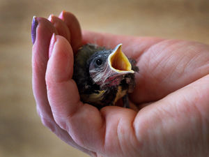 Supporting image for story: Wildlife rescue centre now taking on some birds but bird flu warning remains