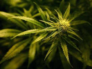 Supporting image for story: Teenagers arrested over £91,000 Wolverhampton cannabis find