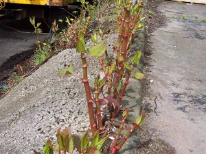 Supporting image for story: Action call on invasive Japanese Knotweed plant