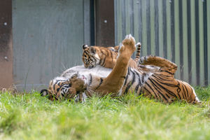  Lestari playing with her dad