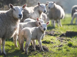 Ewes and newborn lambs