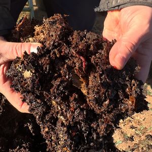 Compost at the Care Farm. There were lots of worms to the delight of Care Farm members. 