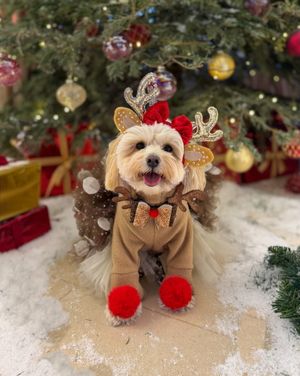 Mabel as a Reindeer from London. 