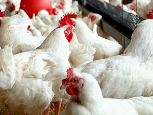 Supporting image for story: Decision on extension to chicken farm to be made