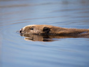 Supporting image for story: Nature reserve offers visitors the chance to get up close to beavers