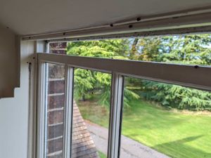 Supporting image for story: My home is being taken over by ladybirds this autumn, but why? I asked an expert