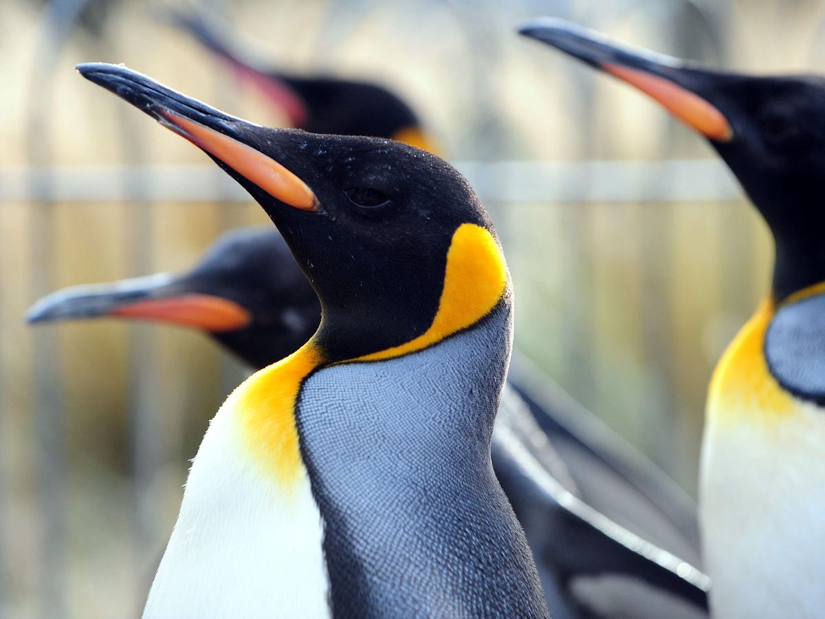 Zoo&rsquo;s penguin parade axed due to bird flu fears