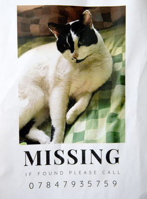 Have you seen Porky?