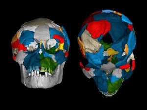 Supporting image for story: Man’s ancestors had ‘ape-like brain structure but human-like brain growth’