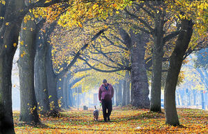 Autumn comes to Pelsall Common. Dog walker Chris Winslow strolls through the leaves with Alfie