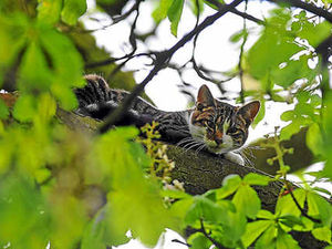 Supporting image for story: Cat trapped up tree for two days