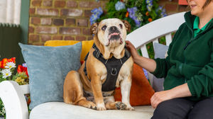 The Dog House aims to celebrate the positive changes that can happen when you rehome a rescue dog