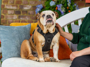 Supporting image for story: Channel 4’s The Dog House seeks loving homes in Wolverhampton as rescue centres feel the strain