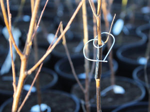 Supporting image for story: School to plant 315 saplings in honour of Queen's Platinum Jubilee