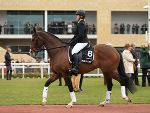 Supporting image for story: Shropshire rider's pride over Punjabi's Cheltenham Festival parade