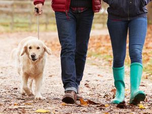 Supporting image for story: Dog found with deadly Alabama Rot in Shrewsbury