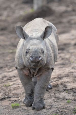 Newborn Asian rhino Inesh, aged three months, is looking forward to meeting the public