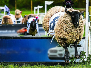 Sheep racing at Hoo Farm