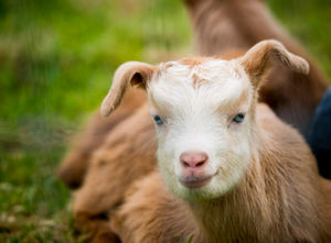 SOUTH COPYRIGHT SHROPSHIRE STAR JAMIE RICKETTS 05/05/2015Small Breed Farm Park and Owl CentreIn Picture: Golden Guernsey Goat