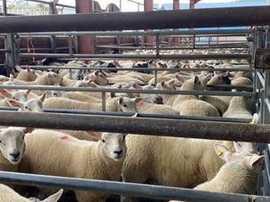 Supporting image for story: Launch of Friday sheep sales proves a hit in Bishop's Castle