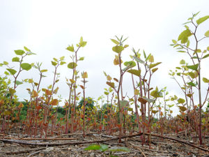 Supporting image for story: Japanese knotweed's Shropshire hotspots revealed