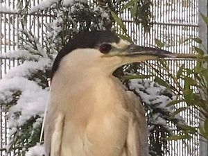 Supporting image for story: Why Noddy the heron cannot stay in Shropshire