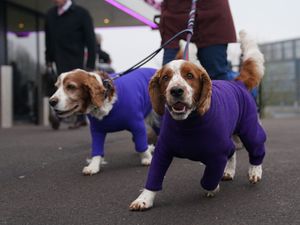 Supporting image for story: Dogs wearing colourful coats and scarves descend on Birmingham for Crufts 2024