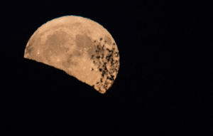 The Harvest Moon rises in the UK in 2017.