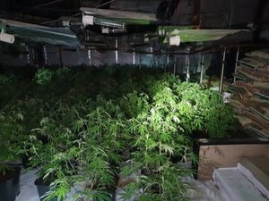 Supporting image for story: Man arrested as major cannabis farm found in Walsall town centre